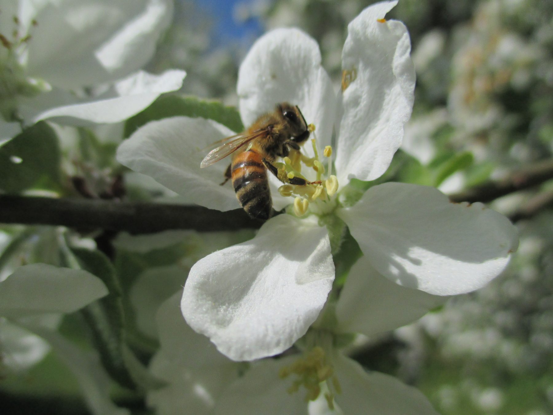 Mehiläinen pölyttää omenapuut